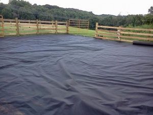 Cow Carpet