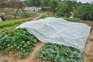 Frost Protection Blanket